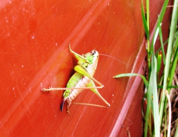 Roesel's Bush Cricket 3 Copyright: Graham Smith