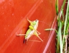 Roesel's Bush Cricket 3  