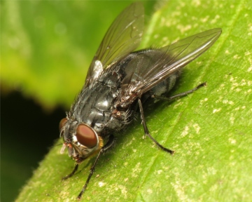 Calliphora vomitoria female 20151011-4928 Copyright: Phil Collins