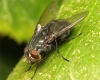 Calliphora vomitoria female 20151011-4928