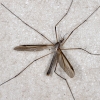 Tipula subcunctans 31-12-2021