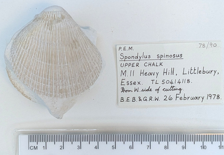 Bivalve Spondylus spinosus  Littlebury Heavy Hill M11 1978 2 Copyright: Essex Field Club