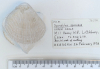 Bivalve Spondylus spinosus  Littlebury Heavy Hill M11 1978 2