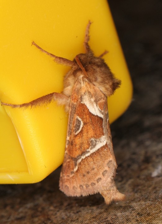 Orange Swift Triodia sylvina male Copyright: P.R. Harvey