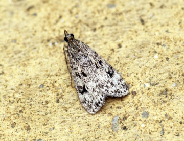 Eudonia truncicolella Copyright: Ben Sale