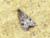 Eudonia truncicolella Copyright: Ben Sale