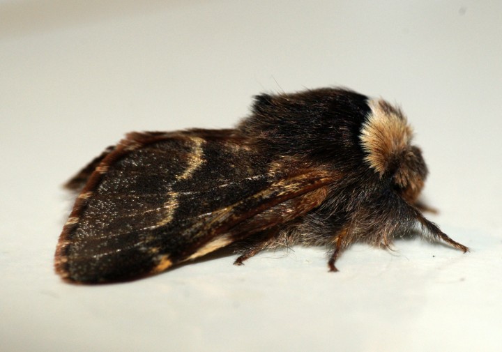 December Moth Copyright: Ben Sale