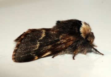 December Moth Copyright: Ben Sale