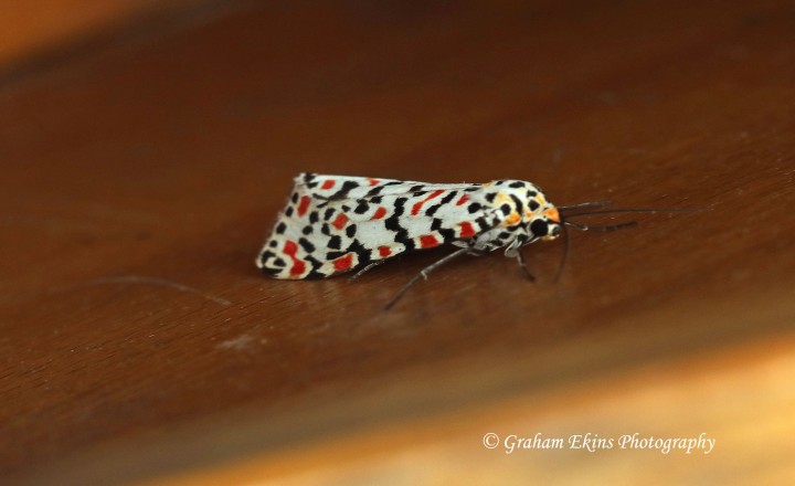 Crimson Speckled   Utetheisa pulchella Copyright: Graham Ekins