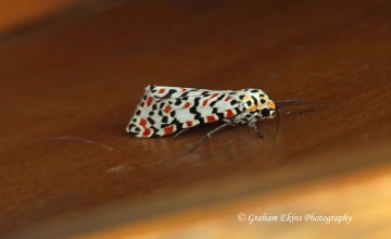 Crimson Speckled   Utetheisa pulchella Copyright: Graham Ekins