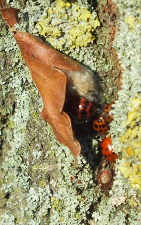 Harlequin Ladybirds hibernating. Copyright: Peter Pearson