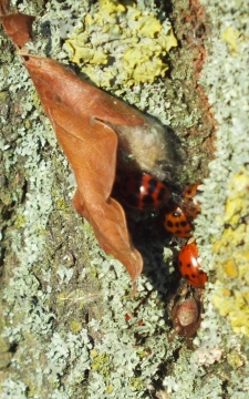 Harlequin Ladybirds hibernating. Copyright: Peter Pearson