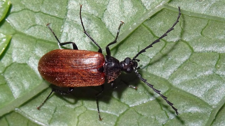 Beetle Pseudocistela ceramboides Copyright: Raymond Small