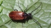 Beetle Pseudocistela ceramboides  
