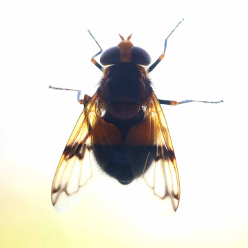 Orange-belted Plumehorn on kitchen window 18th June 2022 Copyright: Colin Byford