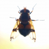 Orange-belted Plumehorn on kitchen window 18th June 2022