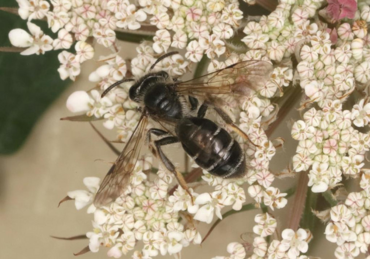 Andrena nitidiuscula female Copyright: Peter Harvey
