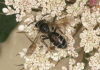 Andrena nitidiuscula female 