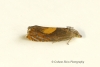 Dichrorampha alpinana  4 Copyright: Graham Ekins