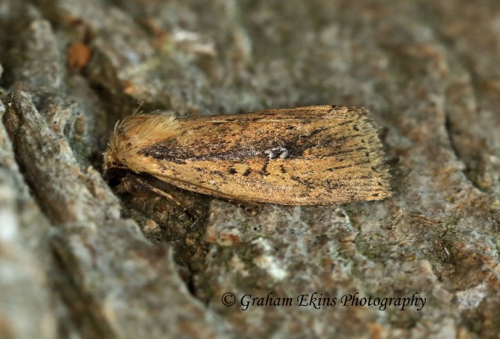 Brown-veined Wainscot    Archanara dissoluta  2 Copyright: Graham Ekins