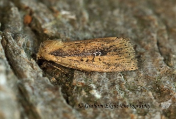 Brown-veined Wainscot    Archanara dissoluta  2 Copyright: Graham Ekins