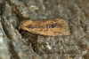 Brown-veined Wainscot    Archanara dissoluta  2