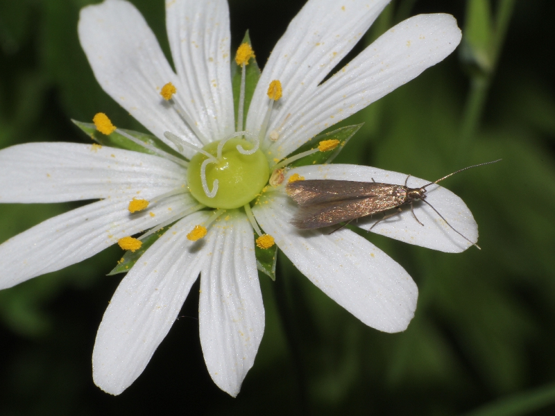 Metriotes lutaria moth on foodplant Greater stitchwort Copyright: Peter Furze