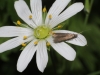 Metriotes lutaria moth on foodplant Greater stitchwort