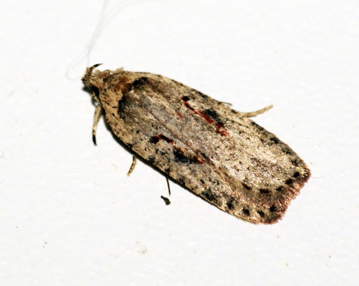 Agonopterix ocellana Copyright: Ben Sale