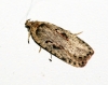 Agonopterix ocellana Copyright: Ben Sale