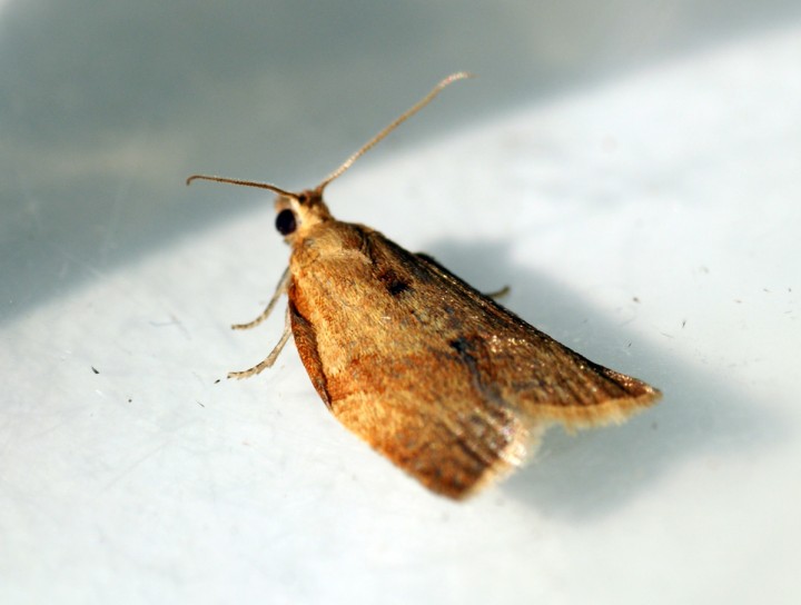 Clepsis consimilana Copyright: Ben Sale