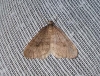 Northern Winter Moth 