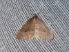 Northern Winter Moth