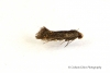 Apodia bifractella 3 Copyright: Graham Ekins