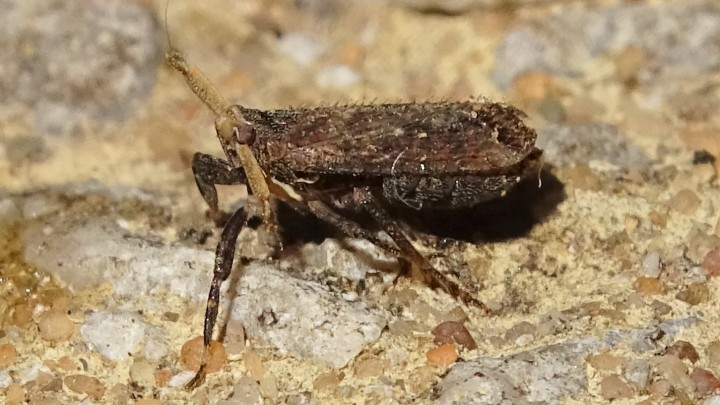 Planthopper - Asiraca clavicornis Copyright: Raymond Small