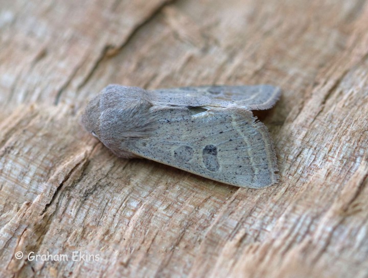 Orthosia gracilis Powdered Quaker 1 Copyright: Graham Ekins