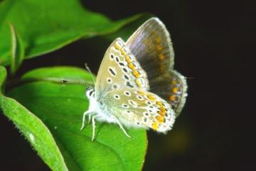 Polyommatus icarus Copyright: Peter Harvey