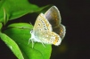 Polyommatus icarus Copyright: Peter Harvey