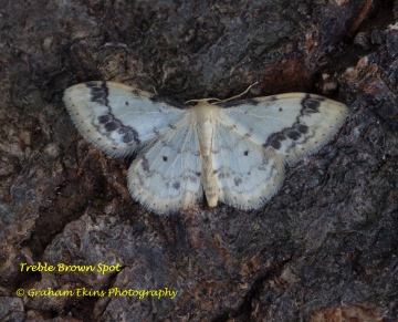 Treble Brown Spot  Idaea trigeminata Copyright: Graham Ekins