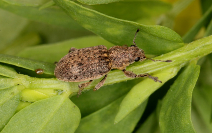 Coelositona cinerascens Copyright: Peter Harvey