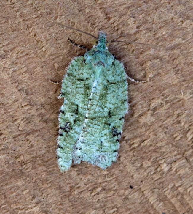 Acleris literana Copyright: Graham Ekins