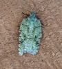 Acleris literana Copyright: Graham Ekins