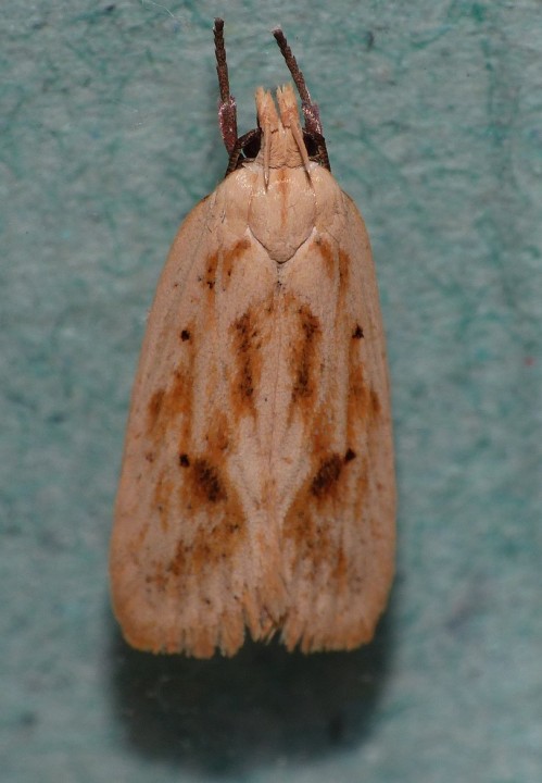 Agonopterix kaekeritziana Copyright: Peter Furze