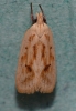 Agonopterix kaekeritziana 