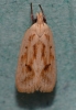 Agonopterix kaekeritziana Copyright: Peter Furze