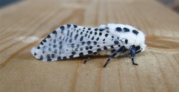 Leopard Moth Copyright: Stephen Rolls