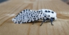 Leopard Moth