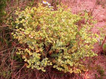 Sea Spurge Copyright: Graham Smith