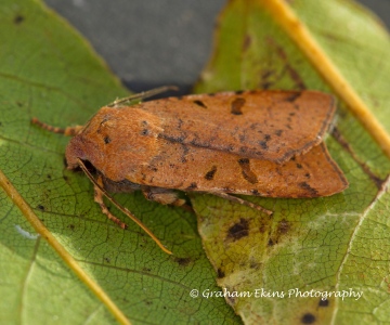 Beaded Chestnut  Agrochola lychnidis Copyright: Graham Ekins