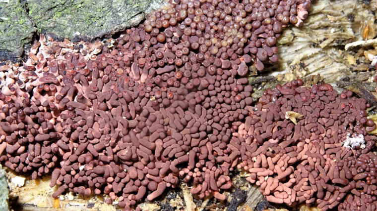 Arcyria stipata Copyright: Raymond Small